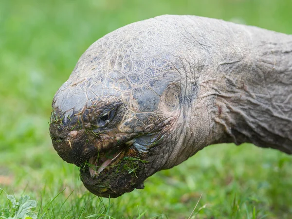 Galapagos giant tortoise eating — Stock Photo, Image