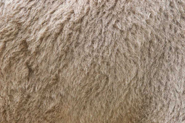 Camel fur — Stock Photo, Image