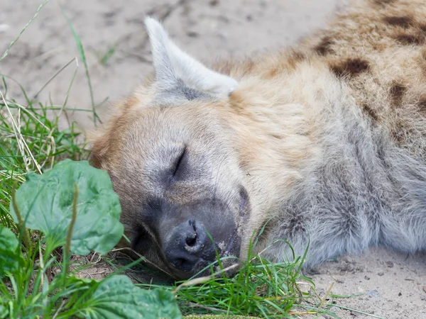 Hyena sleeping in the grass