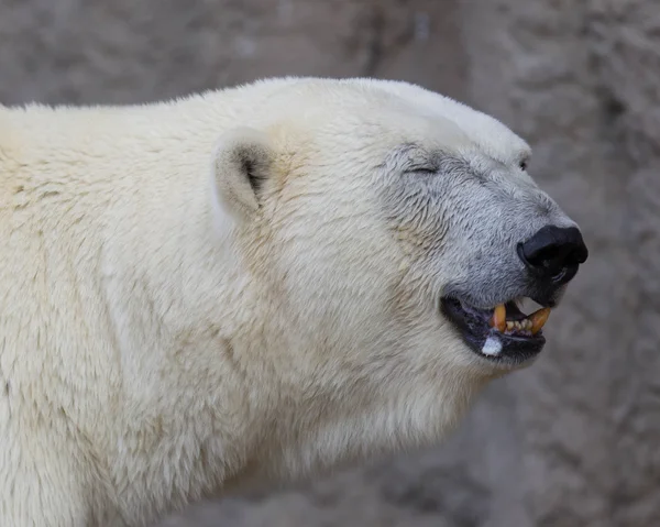 Bir polarbear (icebear yakın çekim) — Stok fotoğraf