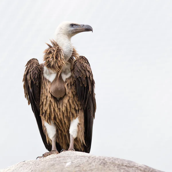 Condor adulto — Fotografia de Stock
