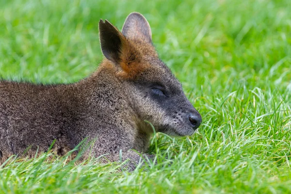 Canguro: Wallaby primer plano retrato — Foto de Stock