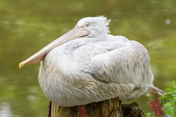 Tepeli pelikan portresi — Stok fotoğraf