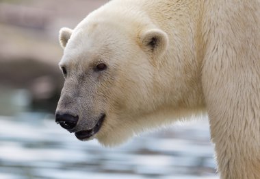 bir polarbear yakın çekim