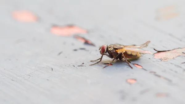 Flyga sitter på några gamla lacken — Stockfoto