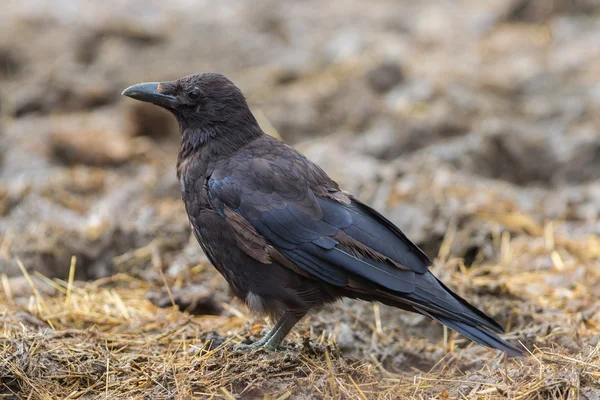 Black Crow — Stock Photo, Image