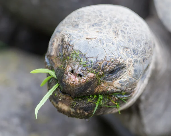 Galápagos gigante tartaruga comendo — Fotografia de Stock
