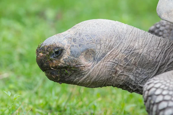 Galapagos giant tortoise eating — Stock Photo, Image