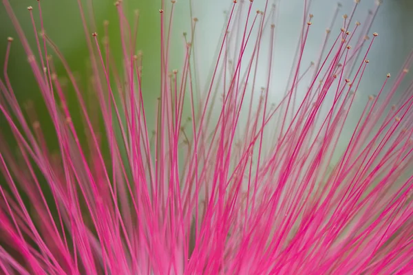 Rosa blomma, selektivt fokus — Stockfoto