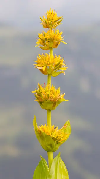 İsviçre Alpleri'nde sarı çiçek — Stok fotoğraf