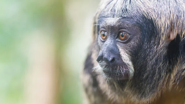 Small monkey, selective focus — Stock Photo, Image