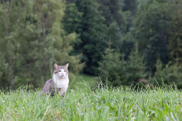 Gato sentado en un gran campo verde — Foto de Stock