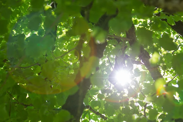 Arbre avec étoile solaire — Photo