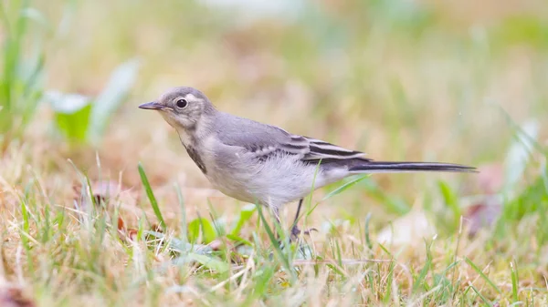 Gul Sädesärla, kvinnliga — Stockfoto