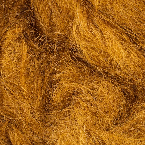 Wild hair in a close-up — Stock Photo, Image