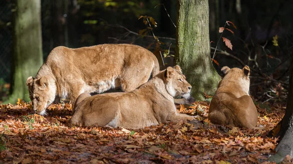 Drie Lionesses genieten van de zon — Stockfoto