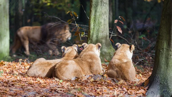 Drie Lionesses genieten van de zon — Stockfoto