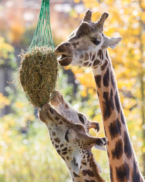 Trzy żyrafy jeść siano — Zdjęcie stockowe