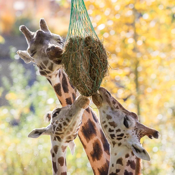 Trois girafes mangeant du foin — Photo