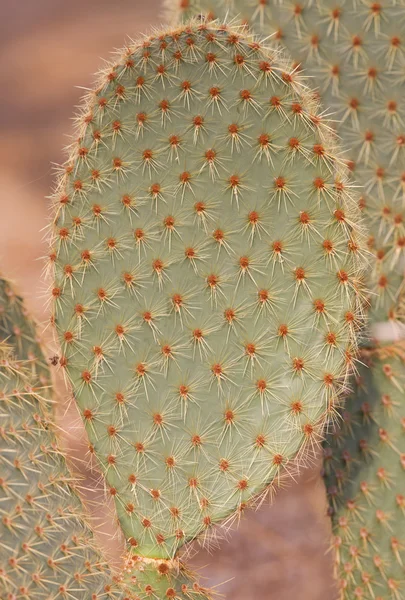 Large green cactus leaf — Stock Photo, Image