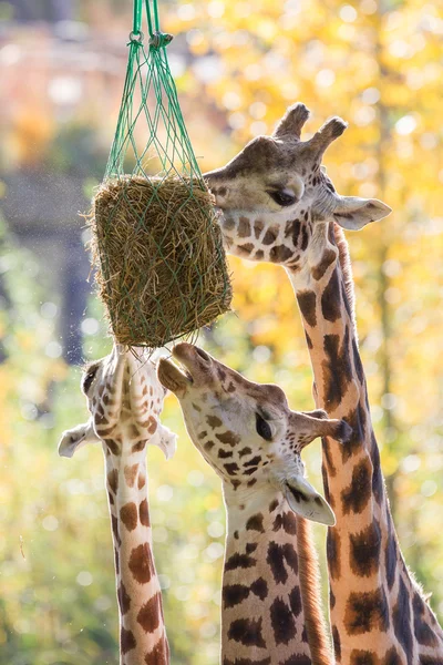 Trois girafes mangeant du foin — Photo