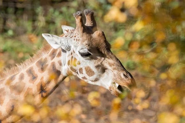 Één giraf voederen — Stockfoto