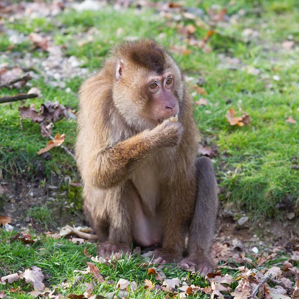 Beautiful pig-tailed macaque (Macaca nemestrina) — Stock Photo, Image