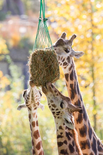 Trois girafes mangeant du foin — Photo