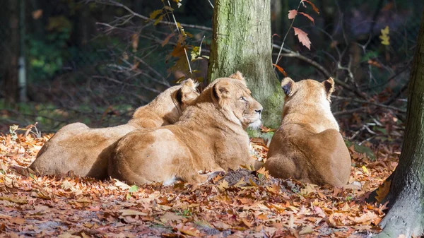 Három Lionesses, a sun élvező — Stock Fotó