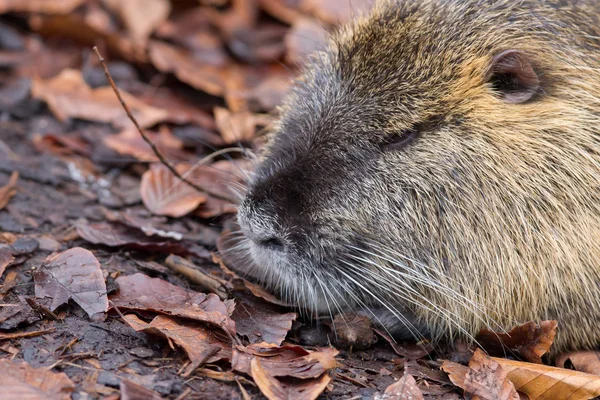 Myocastor coypus, 단일 포유동물 — 스톡 사진