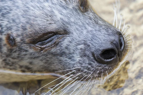 Phoca vitulina, sello común europeo en el agua —  Fotos de Stock