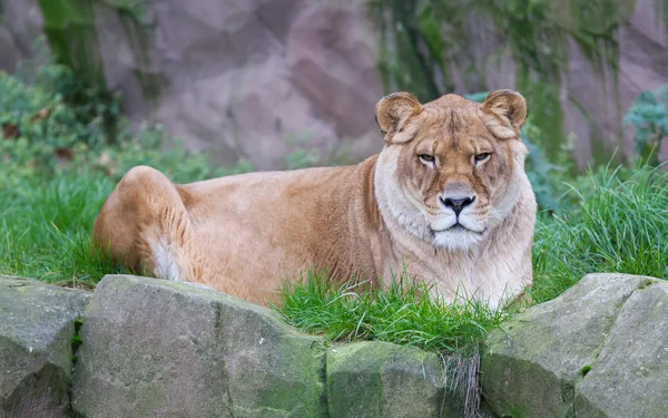 緑の芝生で休んでライオン — ストック写真