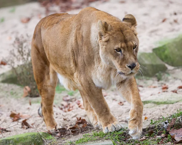 Lejon i beredskap — Stockfoto