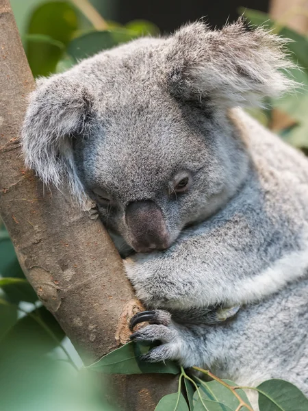 Nahaufnahme eines Koalabären — Stockfoto
