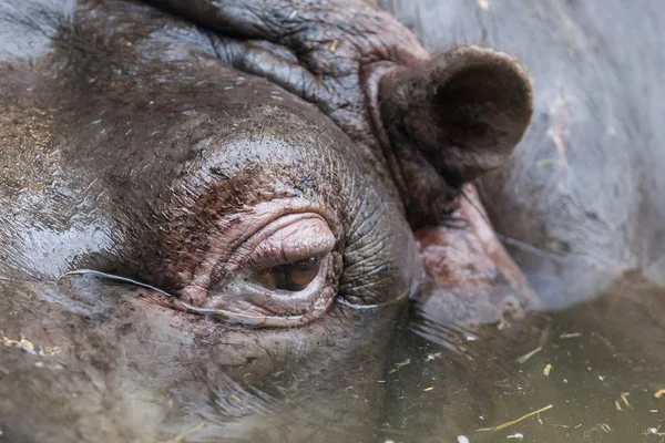 Gros plan de l'oeil d'hippopotame — Photo