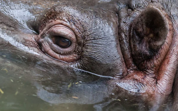 Close up shot of hippo's eye — Stock Photo, Image