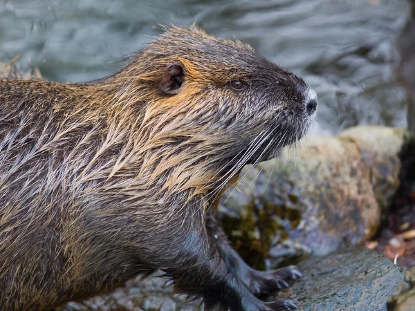 Myocastor coypus, jediný savec — Stock fotografie