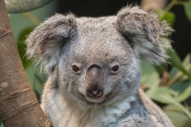 Bir koala ayısı Close-Up