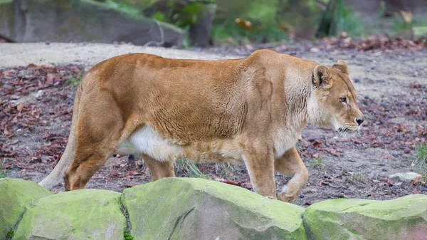 Löwe in Alarmbereitschaft — Stockfoto