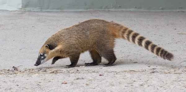 Zuid-Amerikaanse coati (Nasua nasua) — Stockfoto