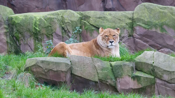 Lion vilar i det gröna gräset — Stockfoto