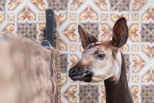 Närbild av en okapi — Stockfoto