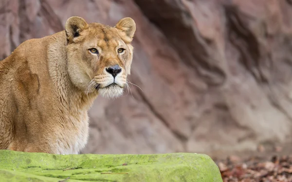 Lion on alert — Stock Photo, Image