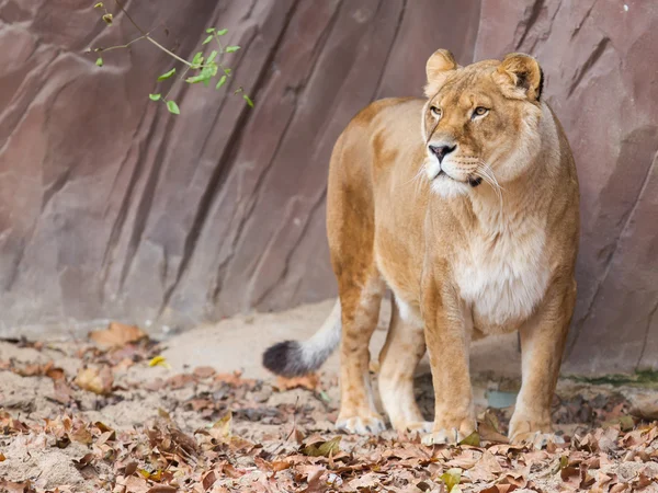 Leeuw op alert — Stockfoto