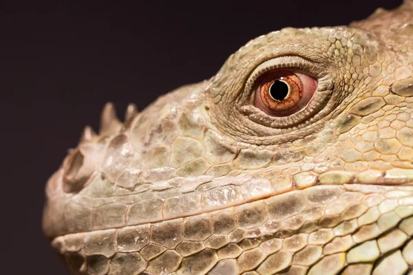 Close-up of a green iguana resting — Stock Photo, Image