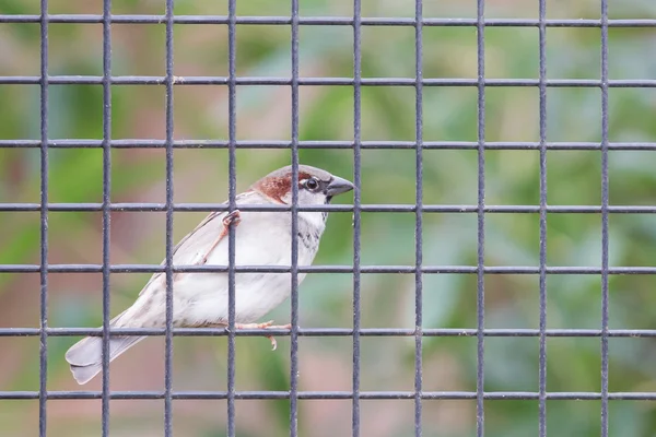 Moineau pris au piège dans la cage — Photo