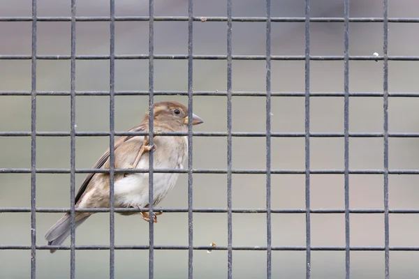 Moineau pris au piège dans la cage — Photo