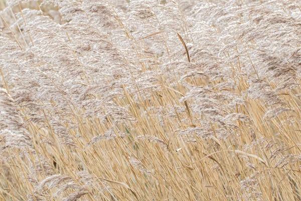 Reed bed Netherlands — Stock Photo, Image