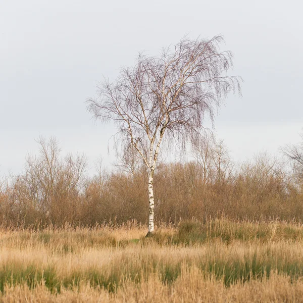 Betulla d'argento nuda (Betula pendula ) — Foto Stock