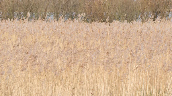 Reed bed Netherlands — Stock Photo, Image